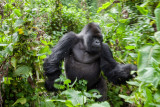 GORILLA054.jpg
