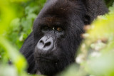GORILLA063.jpg
