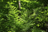 IMG_0648.JPG