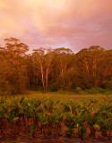 home at dusk - homage to Tom Roberts