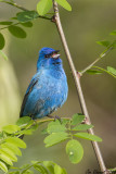 Indigo Bunting