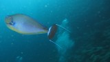 Vlamingii Tang / Bignose Unicornfish
