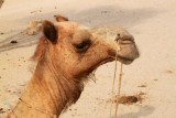 2014079149 Camel Thar Desert.JPG
