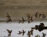 Flock of Dunlin with gear down flairing for a landing
