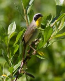 Common Yellowthroat