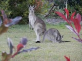 ArrawarraBeachKangaroos1337.JPG