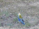 MoreePaleFacedRosella1490.JPG