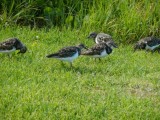 RuddyTurnstone1923.JPG