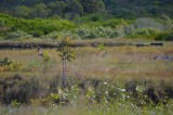 CapePalmerstonQld2014_Jabiru.JPG