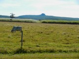 CapePalmerstonQld2014_MtFunnel_Cattle.JPG