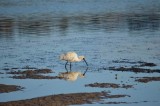 WooliNSW2014_RoyalSpoonbill_1589.JPG