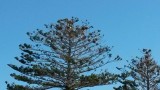 CormorantNests_122547.jpg