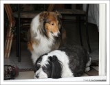 Bailey and Panda