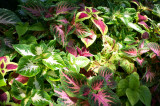 Coleus