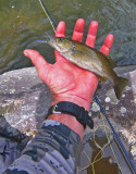 smallie34.jpg