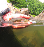 smallie36.jpg