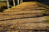 Höstfärger på Djurgården - 13 oktober 2013