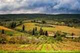 HM Dick Chomitz  Tuscany Grapes.jpg