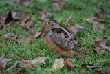 American Woodcock