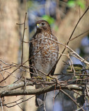 Red-shouldered Hawk