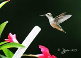 86 Ruby-throated Hummingbird  Crestridge Va 07-27-13.jpg