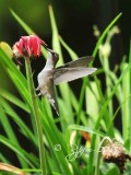 91  Ruby-throated Hummingbird  Crestridge Va 07-27-13.jpg
