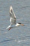 20  Common Tern   Blackwater NWR 08-04-13.jpg