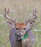 1534  White-tailed Deer  Big Meadows  08-24-2013.jpg