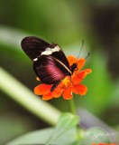 46  Costa Rica Clearwing  Brookside Gardens 08-30-13.jpg