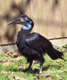 570  Abyssiniar Ground Hornbill  09-20-13.jpg