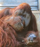 681  Orangutan  09-20-13.jpg
