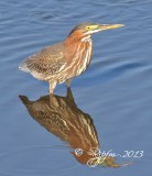 701   Green Heron  Chincoteague Va 09-13-13.jpg