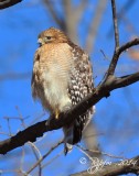 146  Red Shoulder Hawks Accotink  Lake 02-28-14.jpg