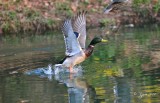 902  Duck Mallard Wellington Common Va 05 -09-14.jpg