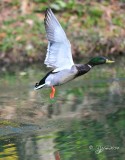 904  Duck Mallard Wellington Common Va 05 -09-14 