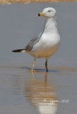 2320  Ring-billed gull Chincotegue 04-10-14.jpg