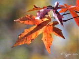 87 Fall Dyke Marsh 10-31-14.jpg