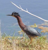 1173  Green Heron Chincoteague 05-05-2015.jpg