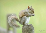 1125  Red Squirrel  Mason Neck SP 05-12-05 .jpg