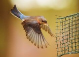 1817   Eastern Bluebird   Mason Neck 05-02-16.jpg