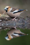 appelvink 1