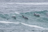 Bottle noses surfing