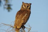 Verrauxs eagle owl