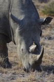 white rhino with oxpecker