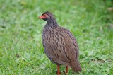 red-necked francolin