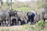 African elephants