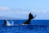 Whale 43290