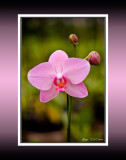 Orchid RD-512 BC CT.jpg