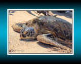 Turtle RD-728 45976 crop BC CT .jpg