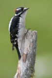 DownyWoodpecker_20130608_2972.jpg